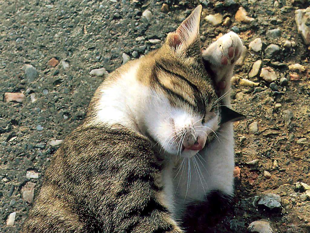 Gatti (223)